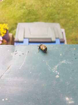 Image of Tomentose Burying Beetle