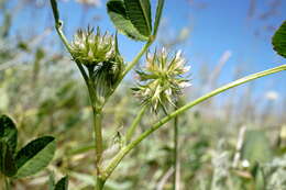 Image of teasel clover