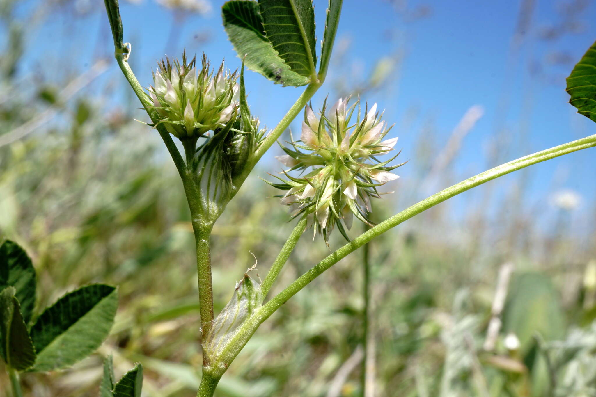 صورة Trifolium retusum L.