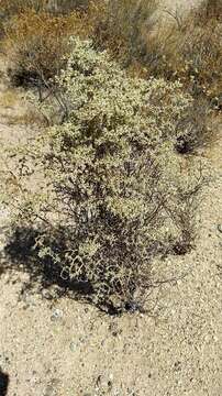 Image of yucca buckwheat