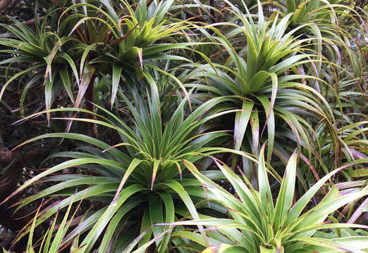 Dracophyllum fitzgeraldii F. Muell.的圖片