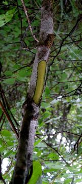 Image of <i>Haematoxylum brasiletto</i> H. Karst.
