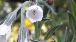 Слика од Lithospermum trinervium (Lehm.) J. I. Cohen