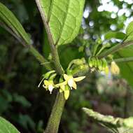 Image de Witheringia solanacea L'Hér.