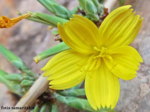 Image de Lactuca acanthifolia (Willd.) Boiss.