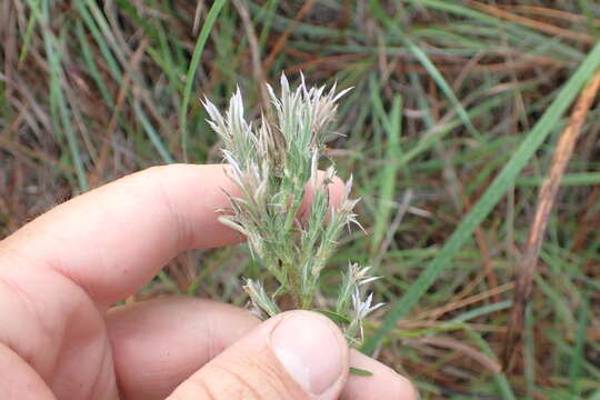 Image of Liatris hesperelegans G. L. Nesom