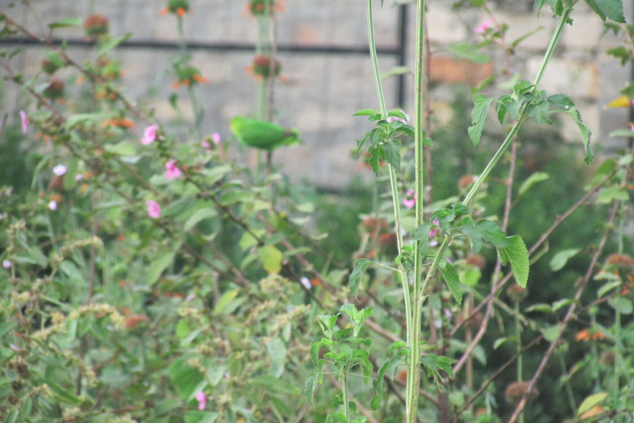 Image of Red-headed Lovebird