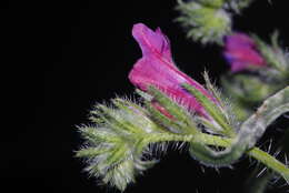 Image of Cretan viper's bugloss