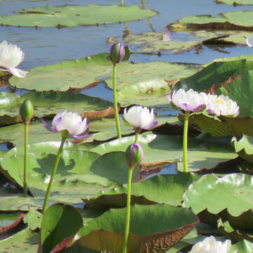 Image de Nymphaea gigantea Hook. fil.