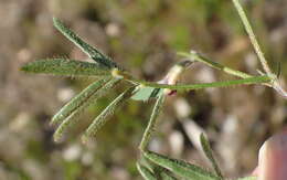 Image of <i>Tephrosia <i>capensis</i></i> var. capensis