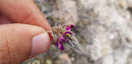 Image de Dalea sericea Lag.