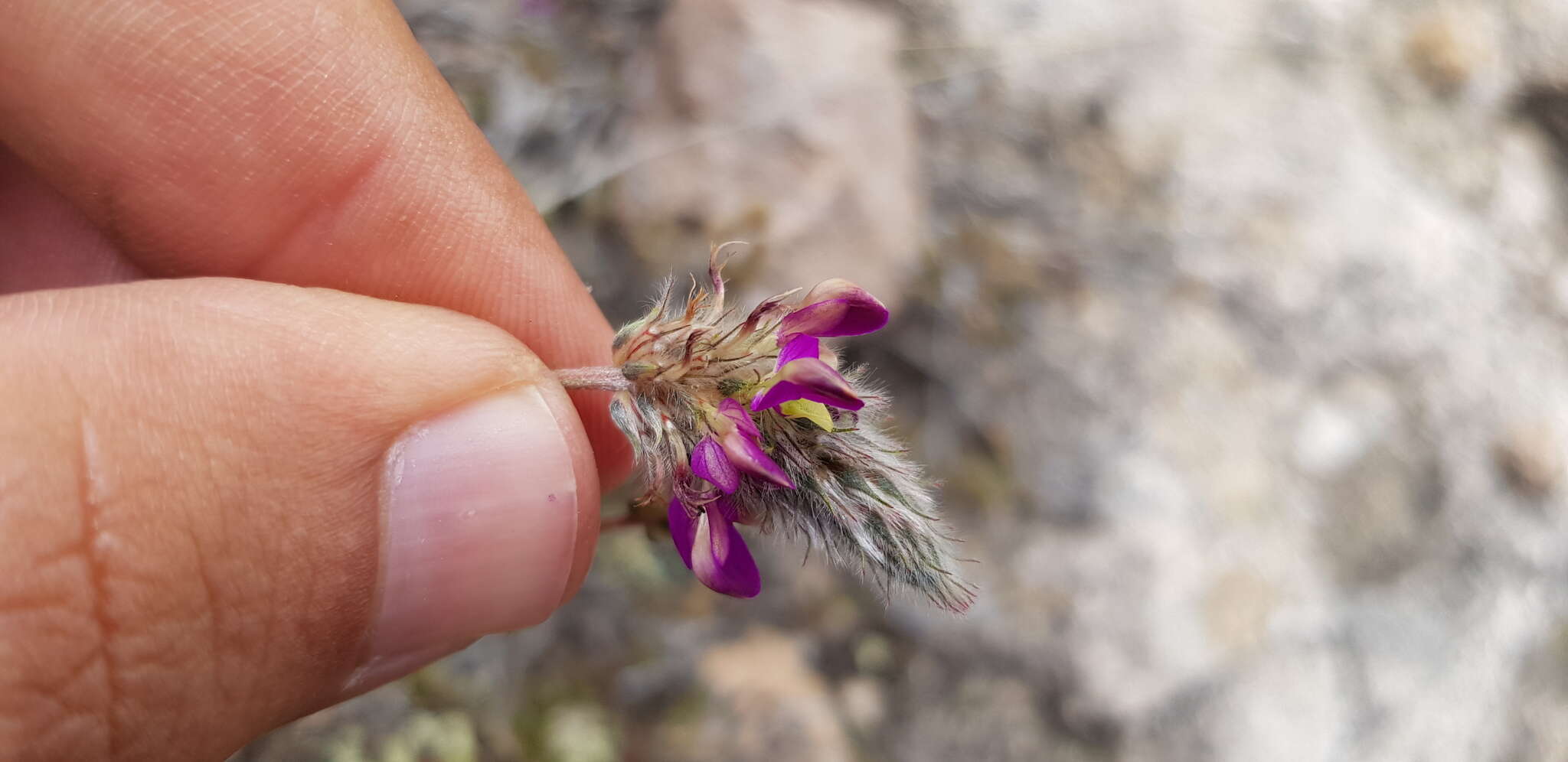 Image de Dalea sericea Lag.