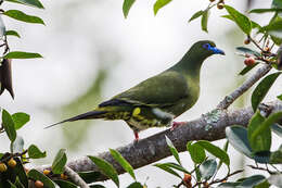 Image of Yellow-vented Green Pigeon