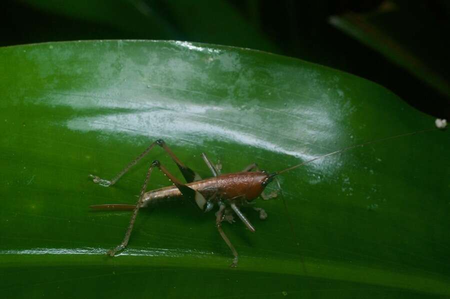 Image of Macroxiphus sumatranus (Haan 1843)