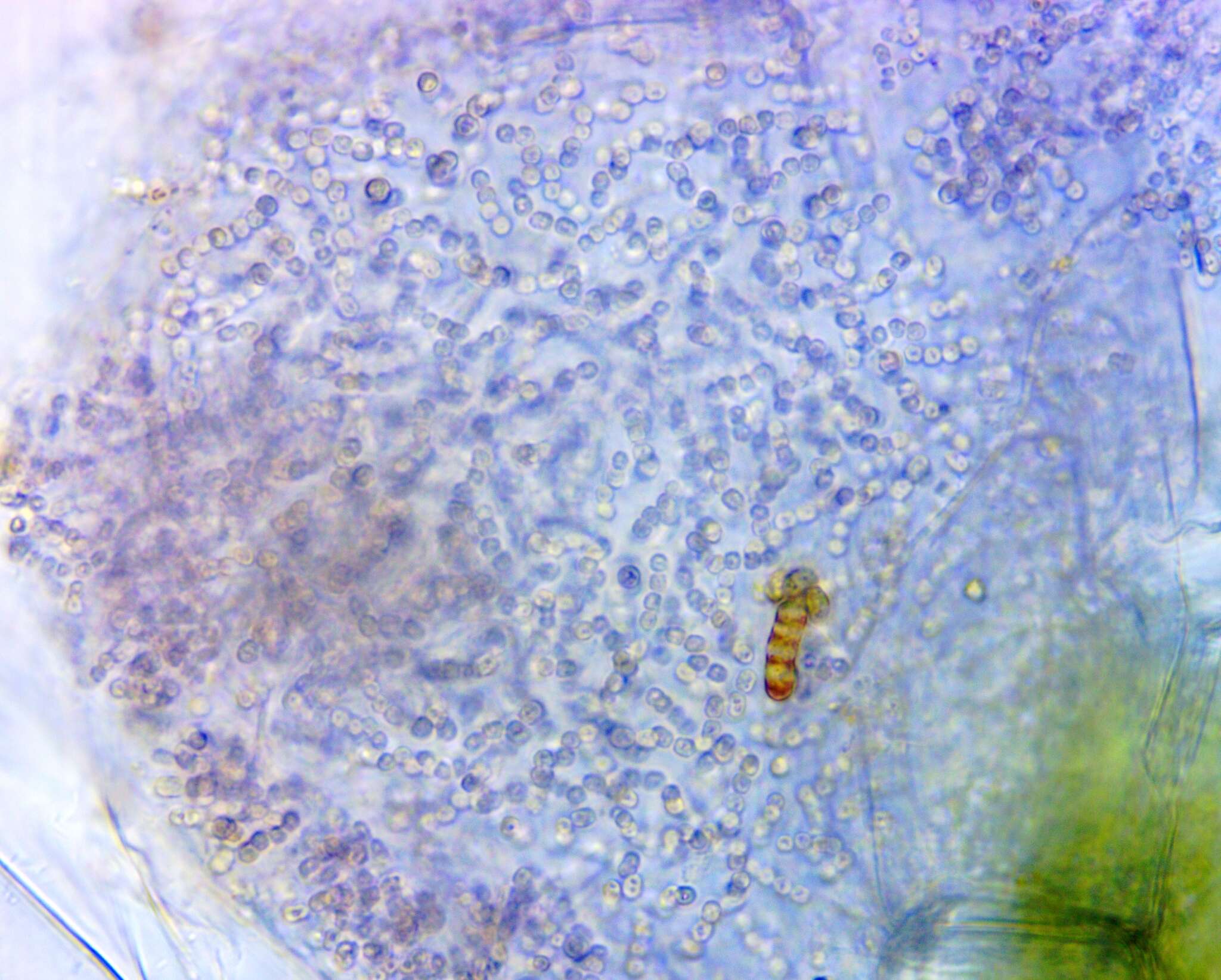 Image of Lamprocystis roseopersicina