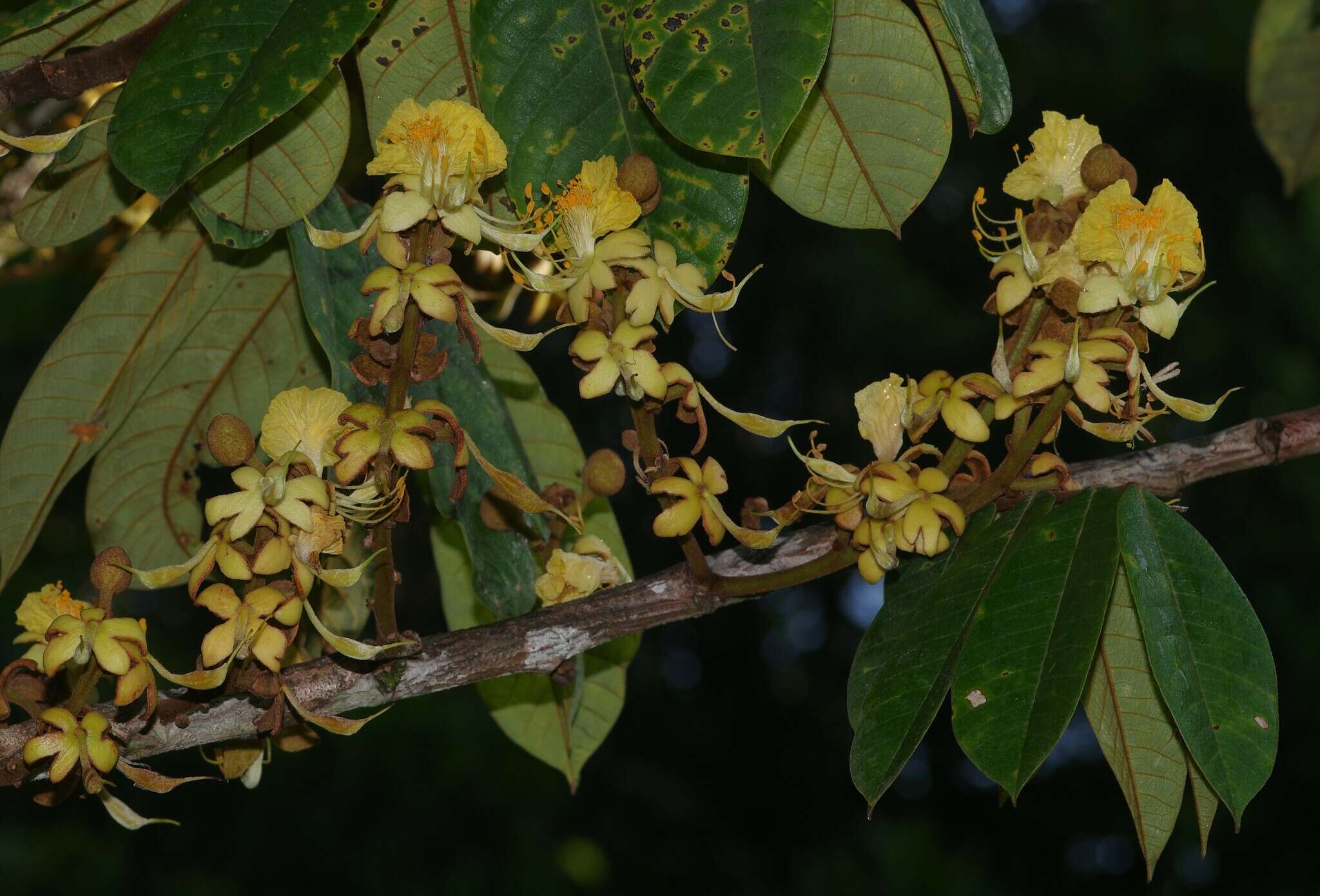 Imagem de Swartzia panacoco (Aubl.) Cowan