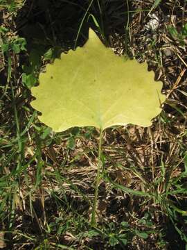 Image of Populus deltoides subsp. wislizenii (S. Wats.) Eckenwalder