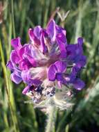 Image de Oxytropis adamsiana (Trautv.) Jurtzev