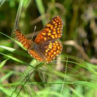 Image of Northern Checkerspot