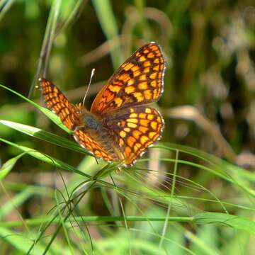 Image of Northern Checkerspot