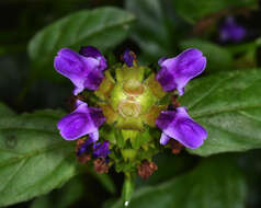 Prunella vulgaris subsp. lanceolata (W. P. C. Barton) Piper & Beattie resmi