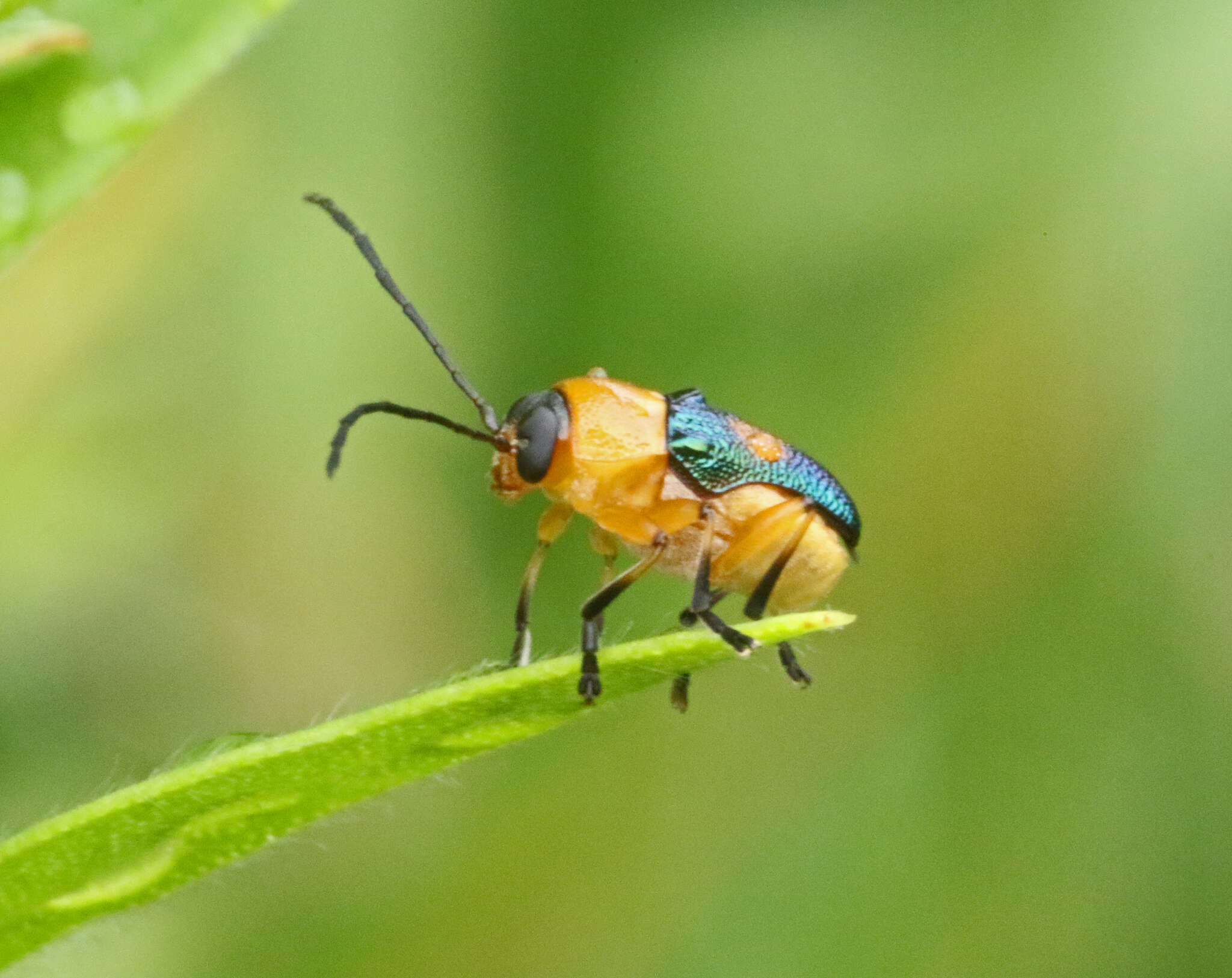 Imagem de Aporocera iridipennis