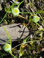 Image of Myriocephalus rhizocephalus (DC.) Benth.