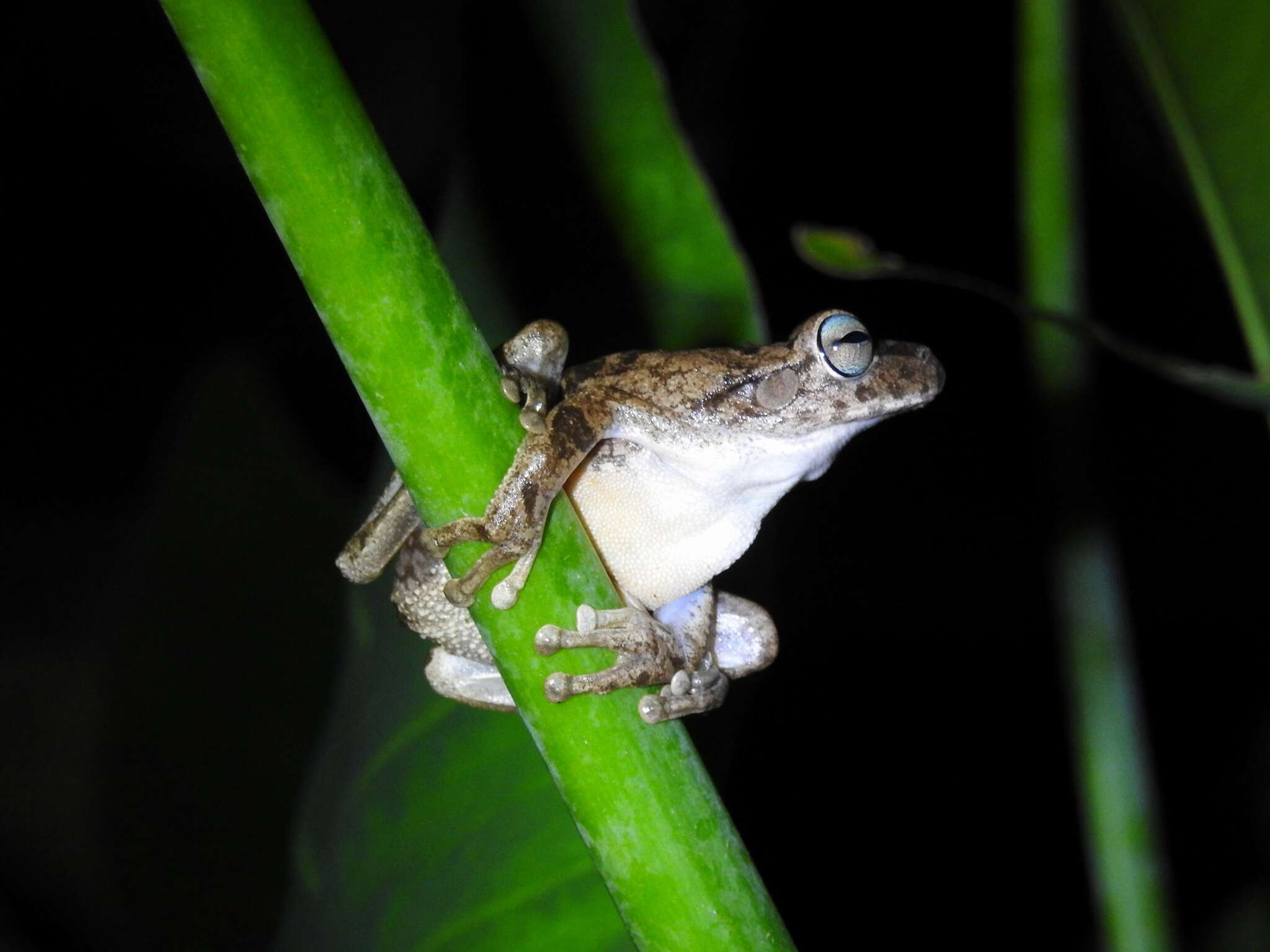 Image of Chirique-Flusse Treefrog