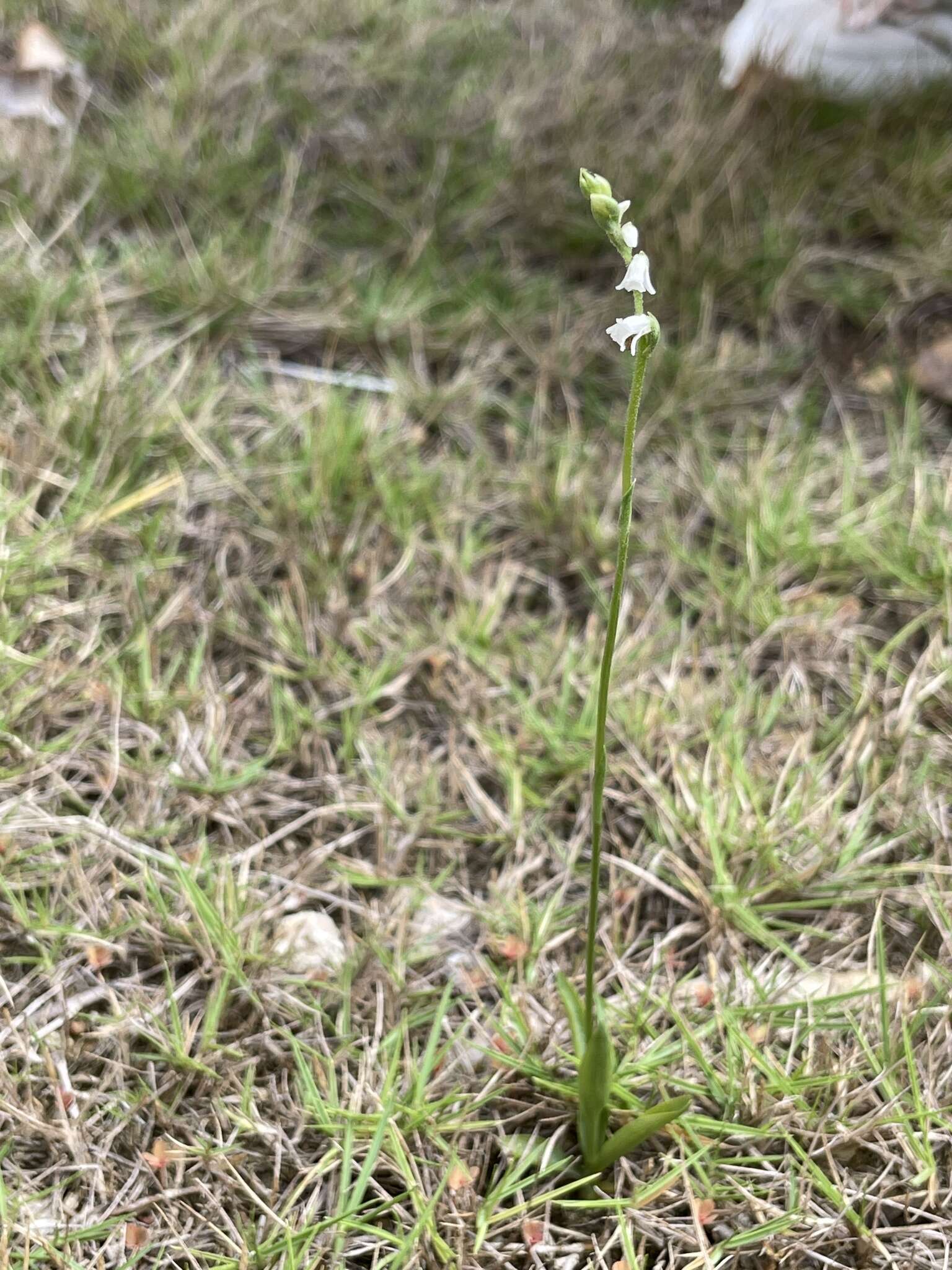 Image of Spiranthes hongkongensis S. Y. Hu & Barretto