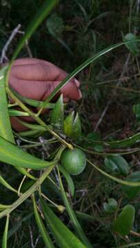 Image of Podocarpus madagascariensis Baker