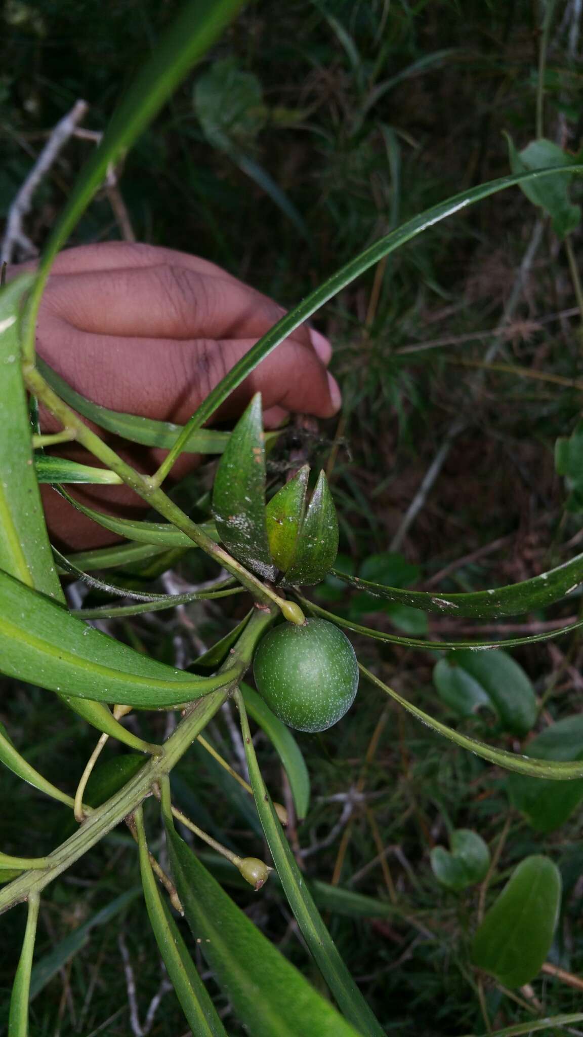 Image of Podocarpus madagascariensis Baker