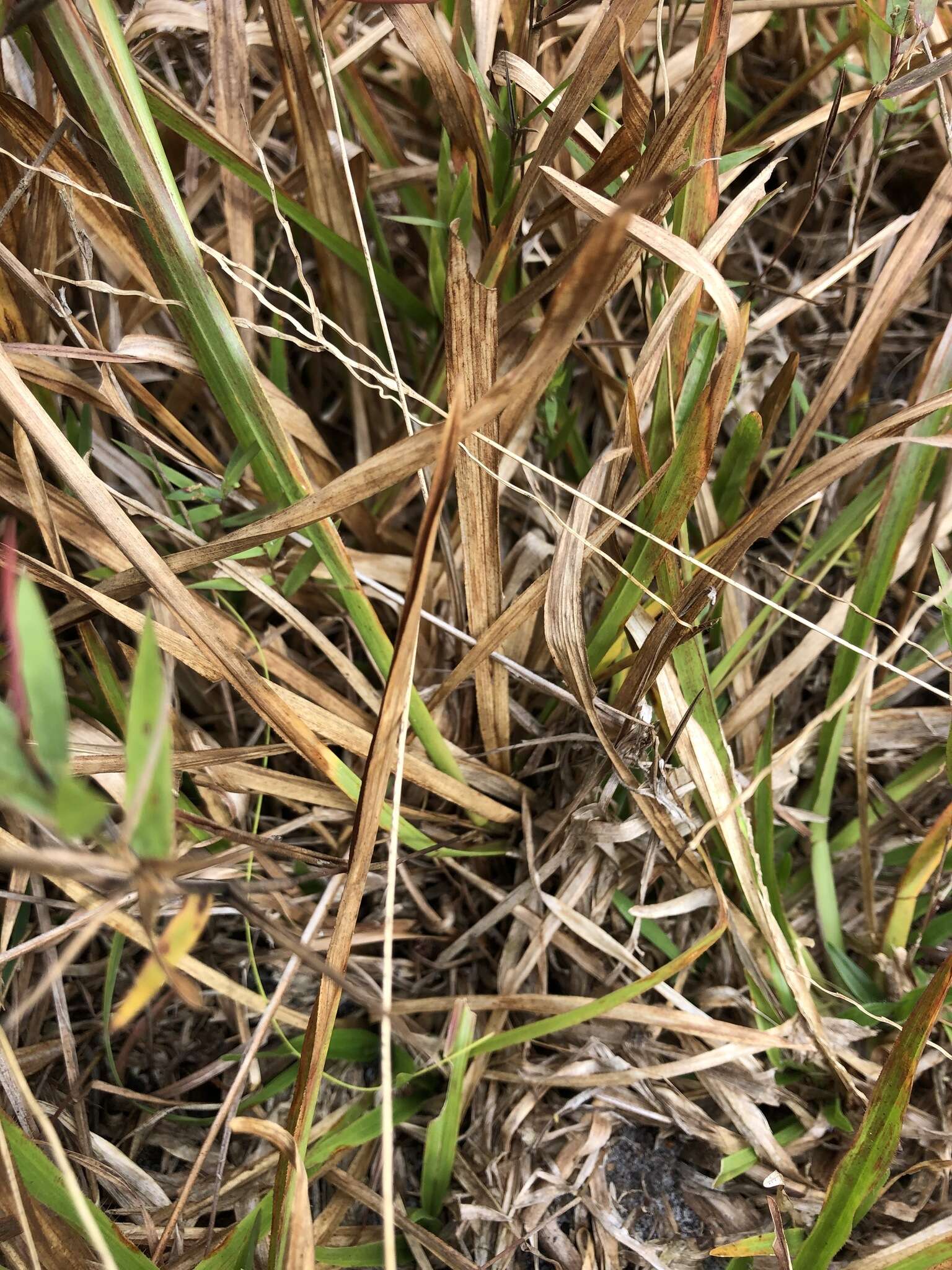 Image of Big Carpet Grass