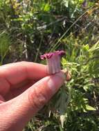 Image of hairy clematis