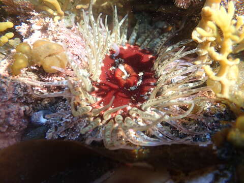 Image of Sand anemone