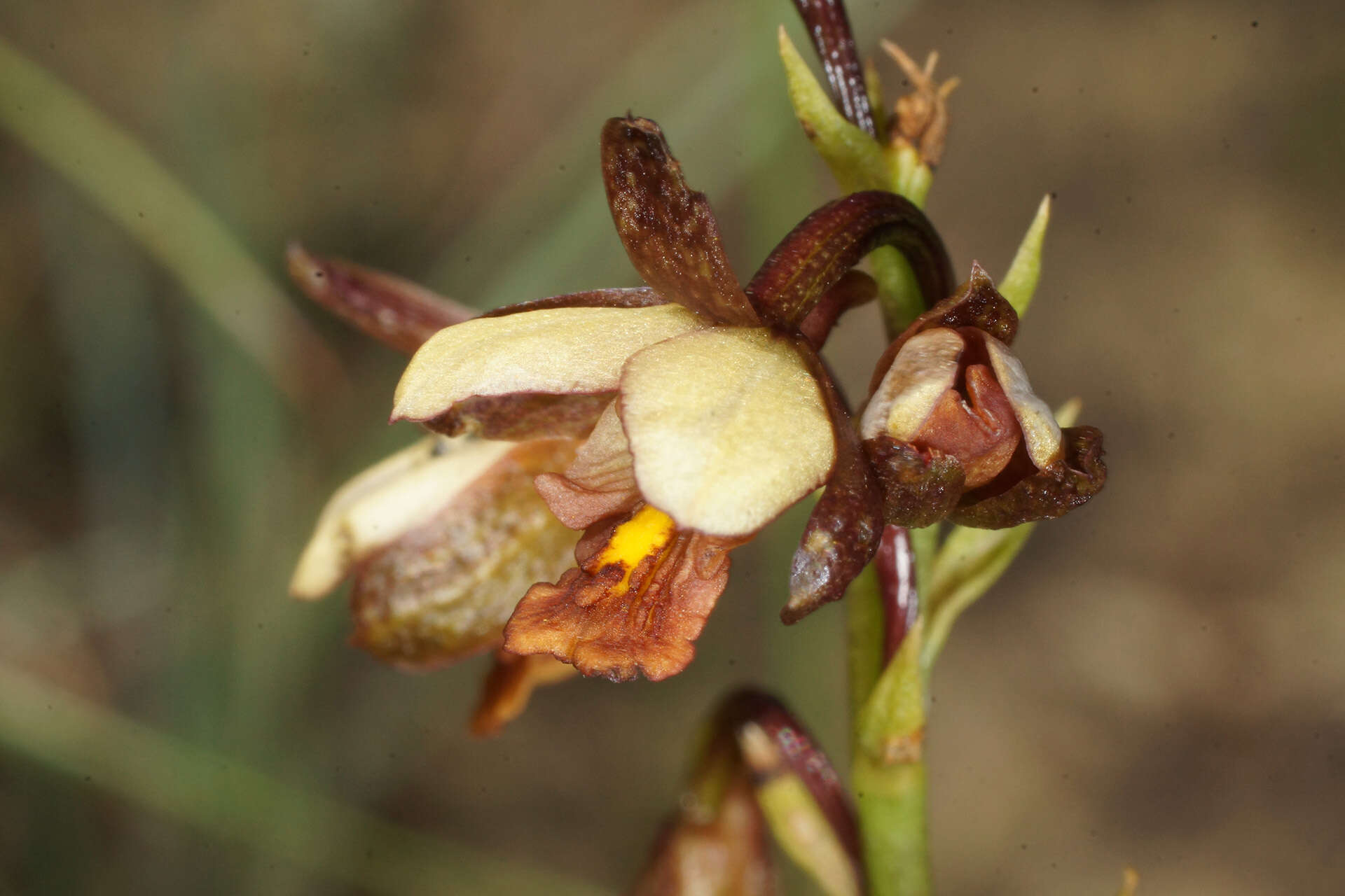 Image de Eulophia tenella Rchb. fil.