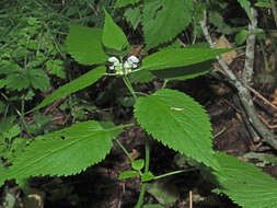 Image of Lamium album subsp. album