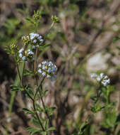 Dorycnium pentaphyllum subsp. germanicum (Gremli) Gams resmi