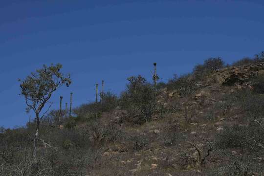 Image of Euphorbia eduardoi L. C. Leach