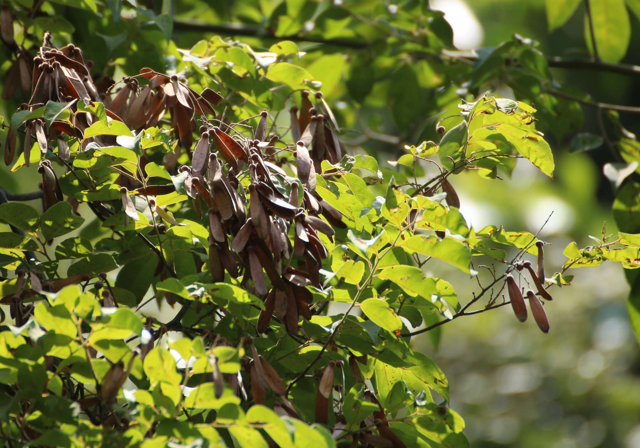 Image of Ventilago madraspatana Gaertn.