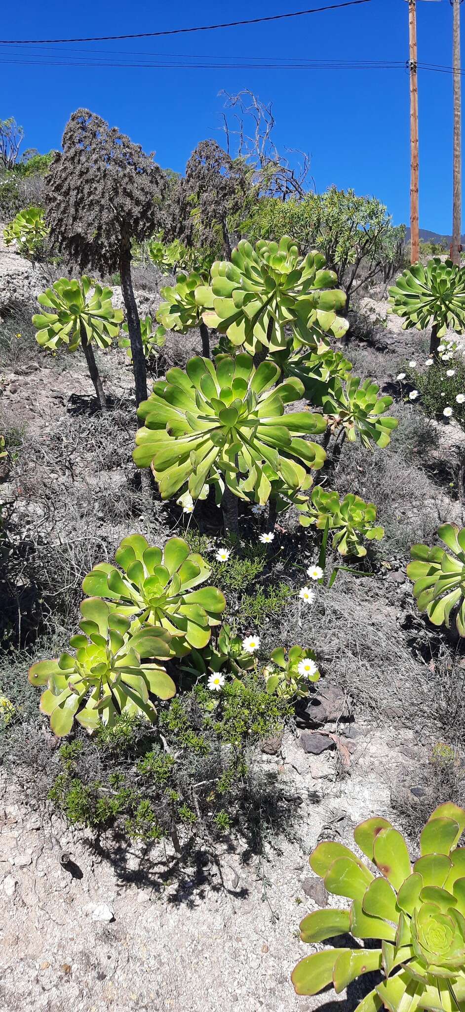 Image of Aeonium urbicum subsp. meridionale (Bañares) Bañares