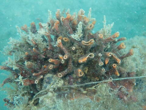 Image of Celleporaria agglutinans (Hutton 1873)