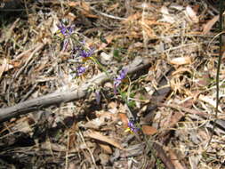 Image of Dianella longifolia var. grandis R. J. F. Hend.