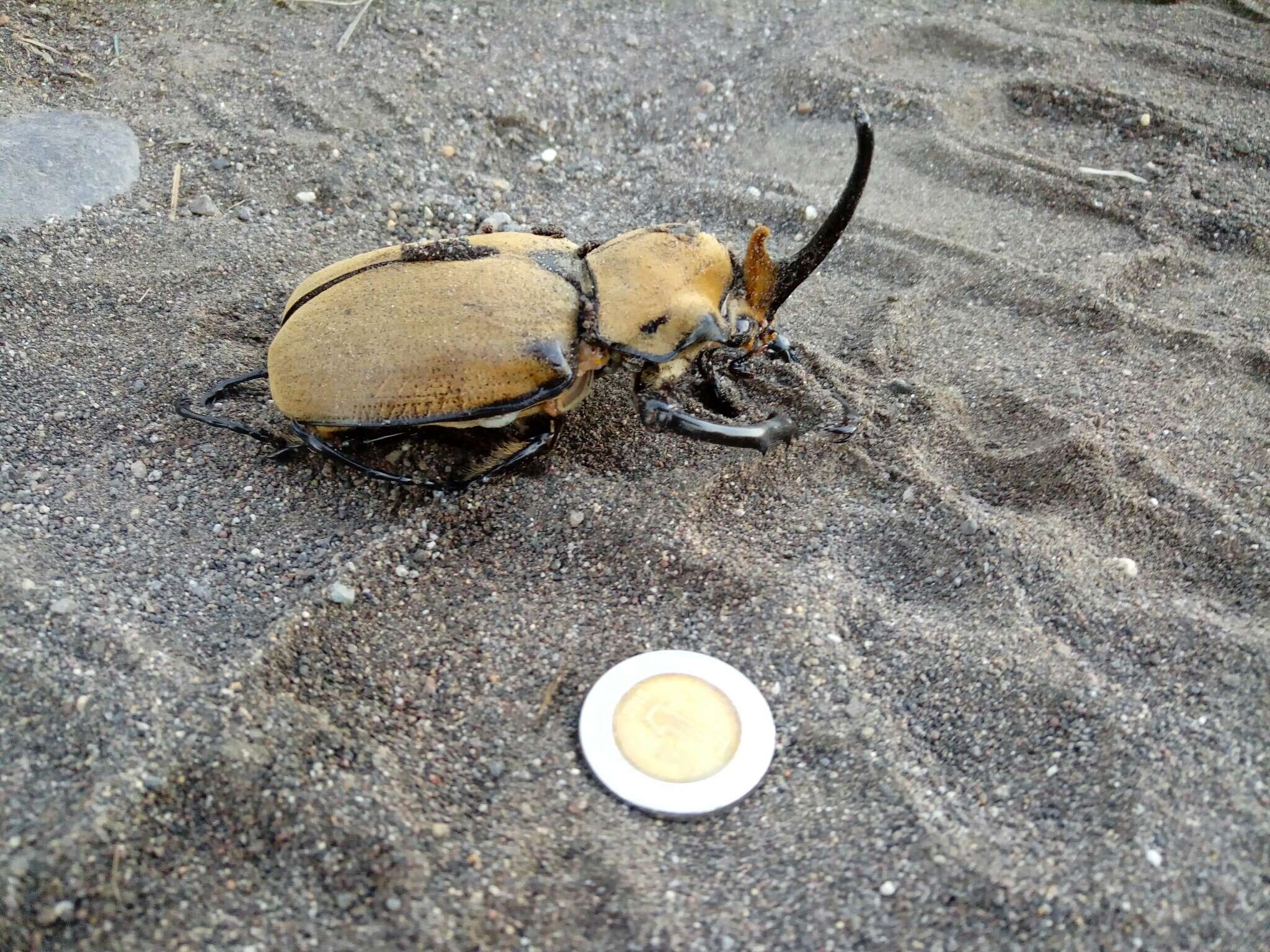 Megasoma occidentalis Bolivar, Pieltain, Jimenez-Asua & Martinez 1963 resmi