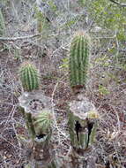 Image of Cephalocereus nudus