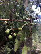 Image of Elaeocarpus kirtonii F. Müll. ex F. M. Bailey