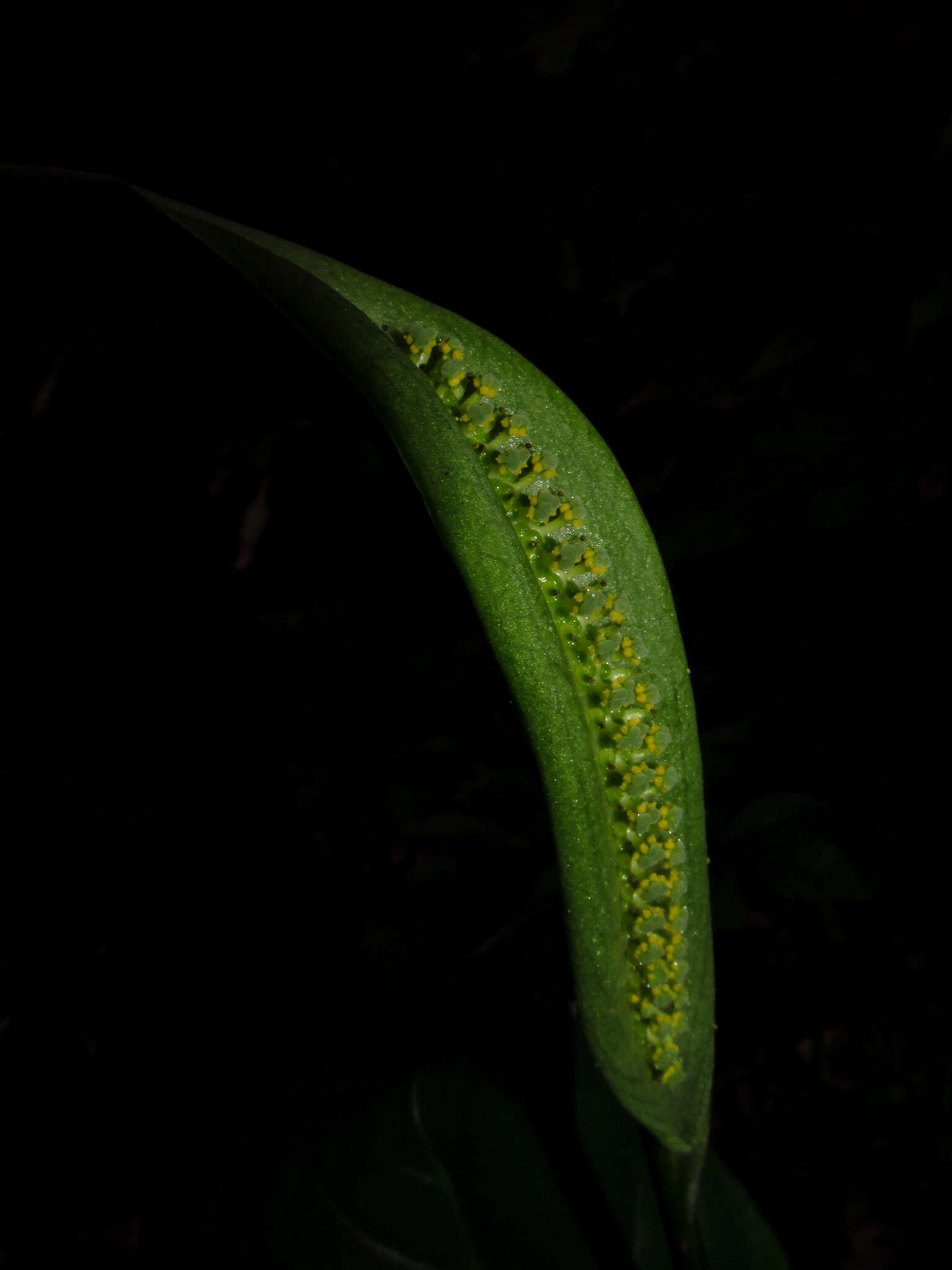 Image of Spathicarpa hastifolia Hook.