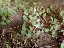 Image of Crassula dentata Thunb.