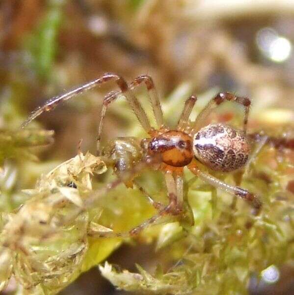 Image of Theridion pictum (Walckenaer 1802)