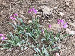 Imagem de Astragalus spatulatus Sheldon