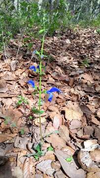 Imagem de Salvia patens Cav.